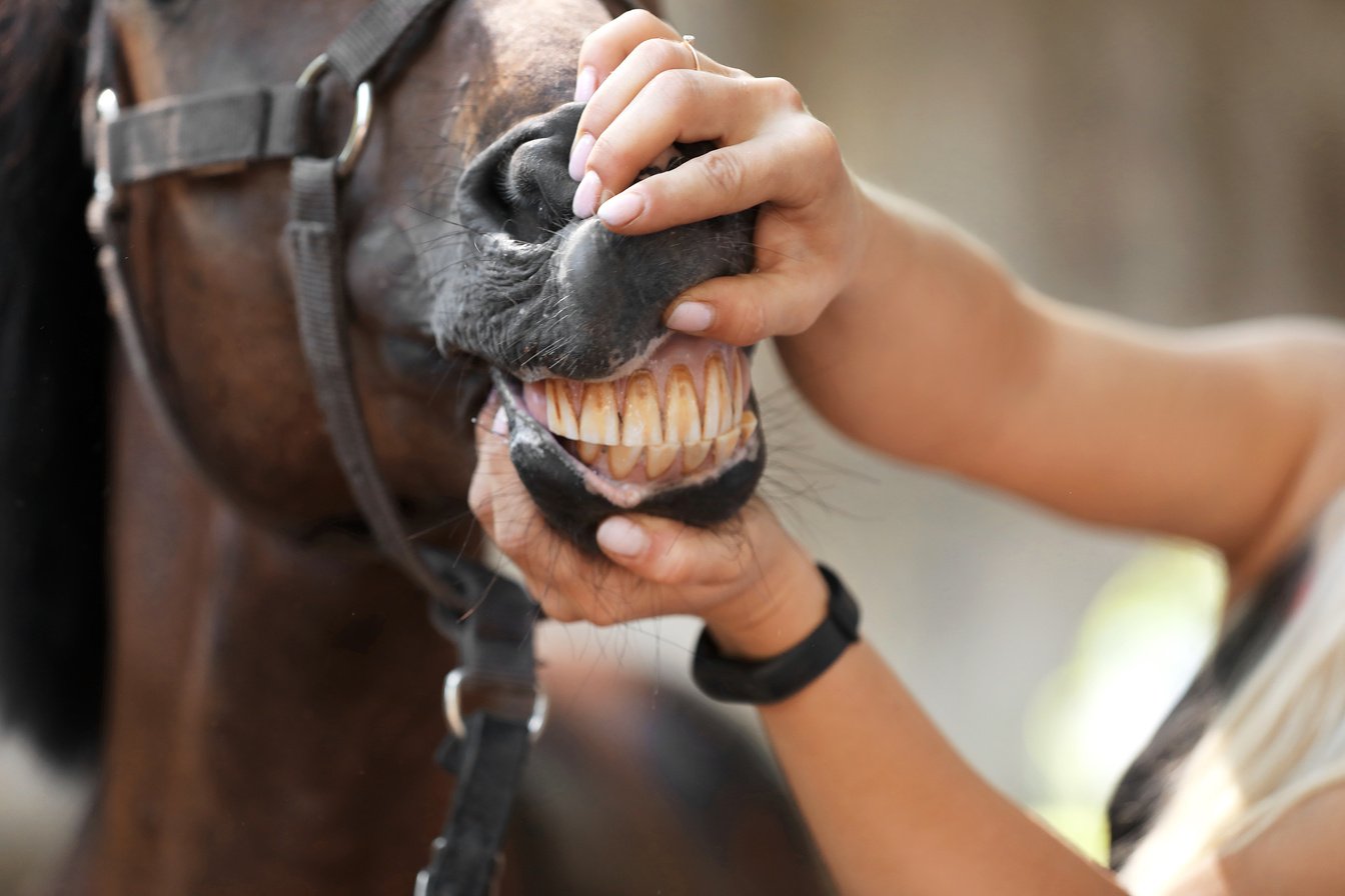 Veterinarian Examining Horse Teeth on Farm, Closeup